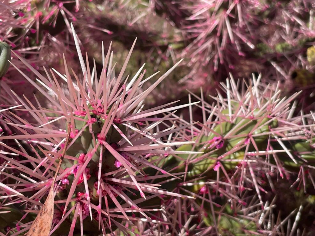 Community infrastructure and amenities managed by LRAOR across the Lightning Ridge opal fields