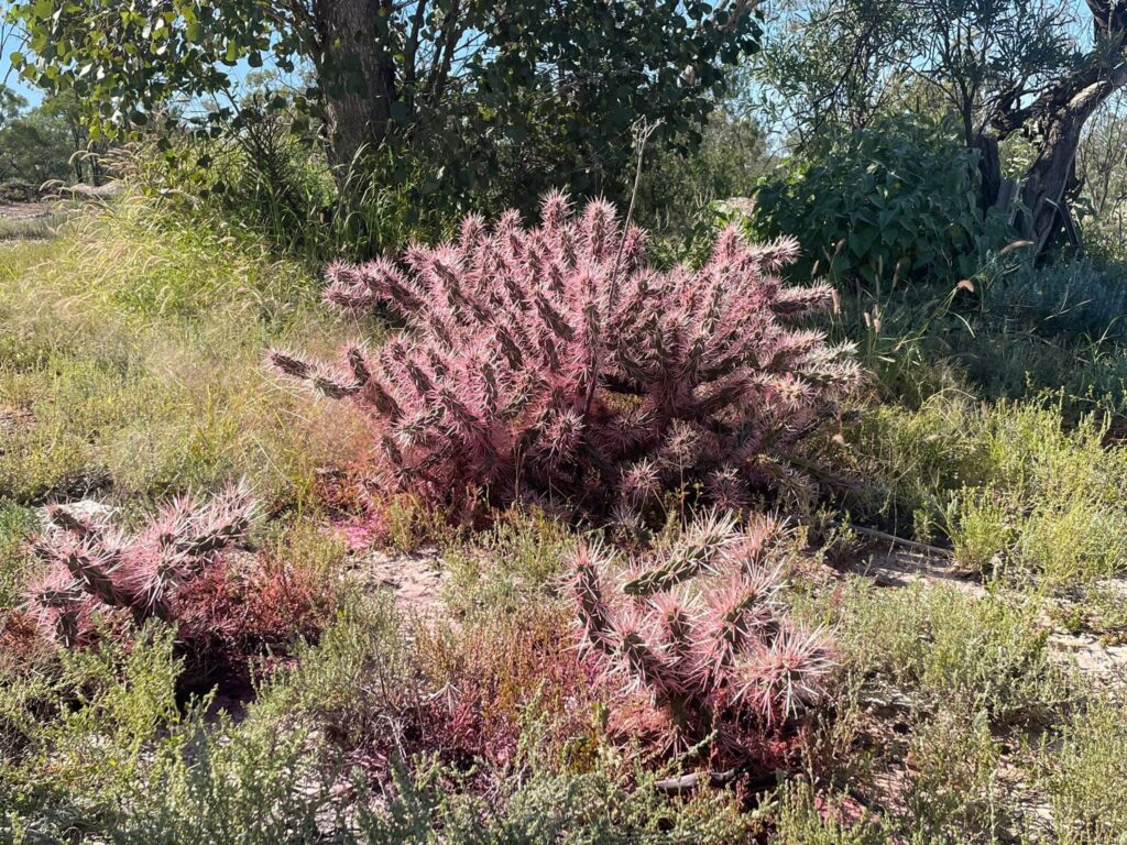 Students at the Wandella Education Hub in an outdoor learning session